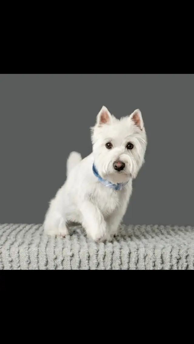 WESTIE PUPS in Dogs & Puppies for Rehoming in Richmond - Image 3