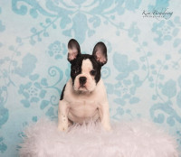 purebred french bulldogs / frenchies