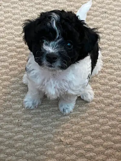 Bichon Frise/Miniature Toy Poddle Puppies for Sale, View more