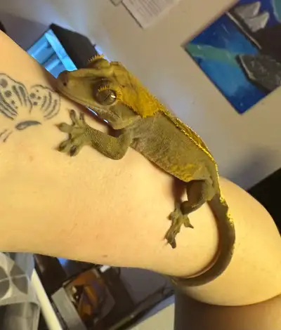 Male Crested Gecko, View more