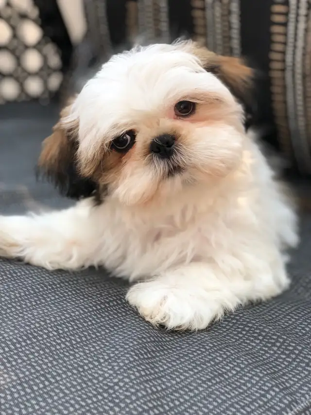 Chiot shih-tzu mix à adopter. in Dogs & Puppies for Rehoming in Laval / North Shore - Image 11