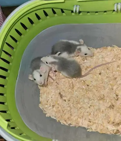 Rats (Boys) , View more