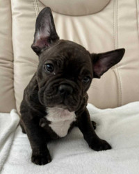 (ONLY 2 LEFT) SPECIAL BREED FRENCH BULLDOG 