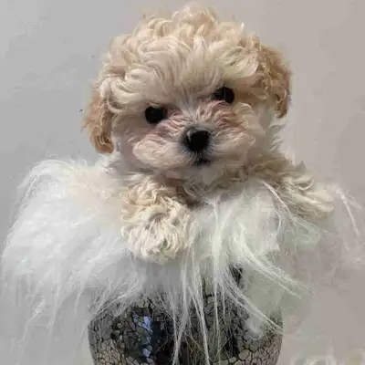 Maltipoo puppy, View more