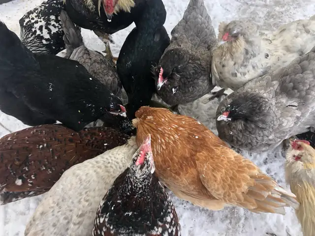 Introduction to Keeping Chickens65403974452609121