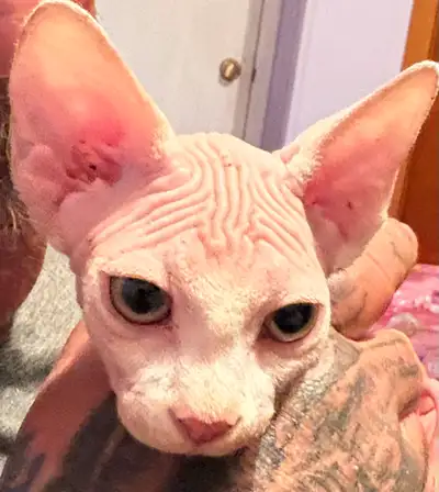 These stunning Sphynx Bambino kittens are looking for her forever home, boasting the breed's iconic...