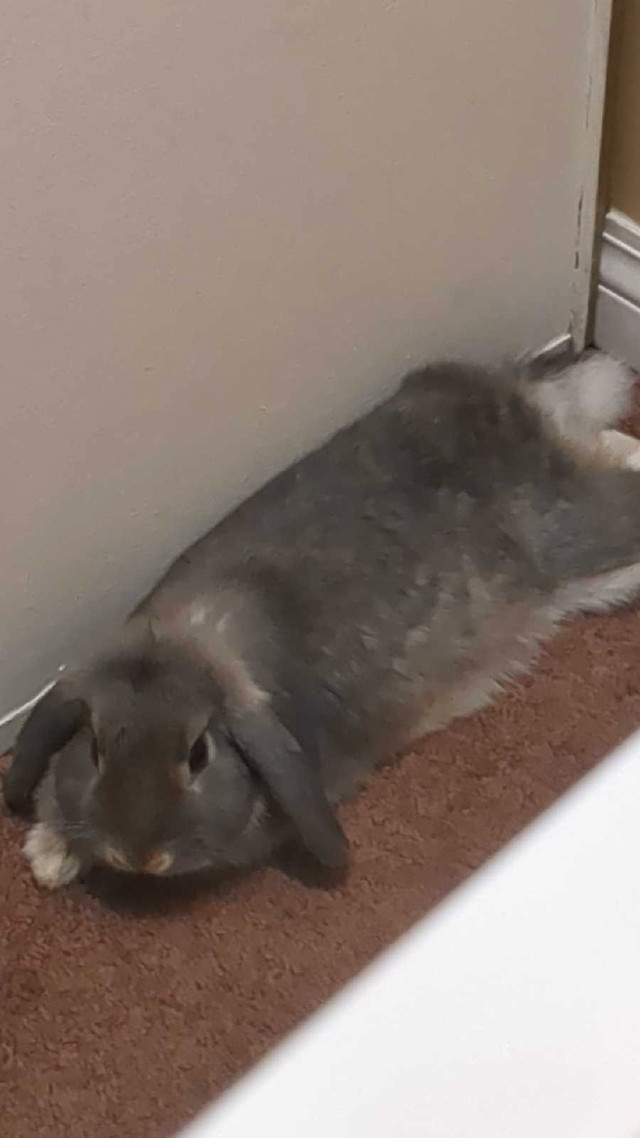 Holland lop bunny for sale  in Small Animals for Rehoming in Calgary
