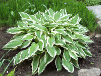 Hosta, perenтial. Great for shade or half-shade.