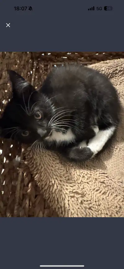 Kittens are ready to Rehome, View more