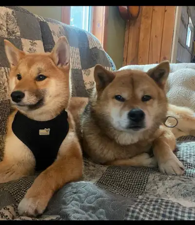 Shiba inu, View more