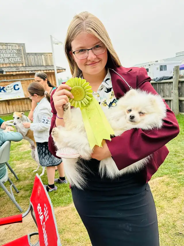 CKC Registered Pomeranians in Dogs & Puppies for Rehoming in Edmonton - Image 5