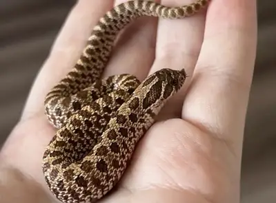 hognose snake , View more