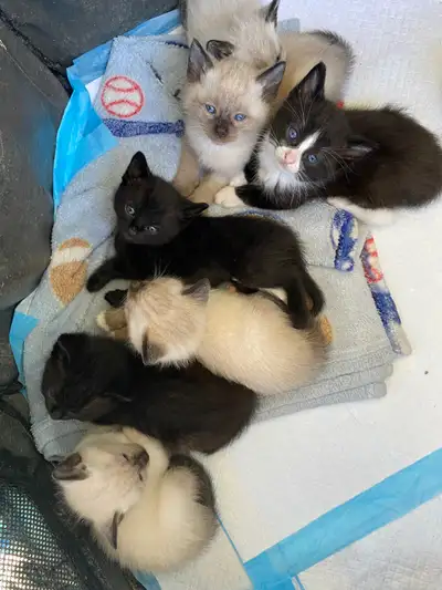 *Ragdoll/Tuxedo kittens*, View more