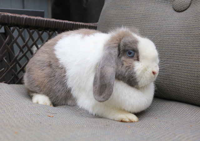 purebred holland lop female in Small Animals for Rehoming in Hamilton - Image 3