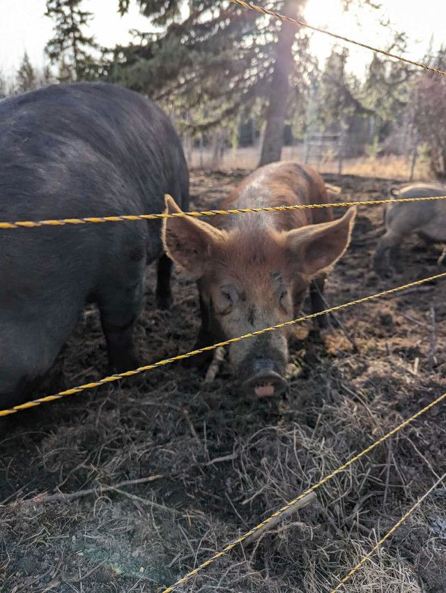 Duroc cross pigs in Livestock in Quesnel - Image 2