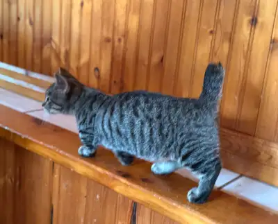Mignon Munchkin Lynx Pattes courtes de 3 mois, View more