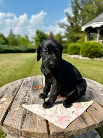 UKC German shorthair pointer puppies, View more
