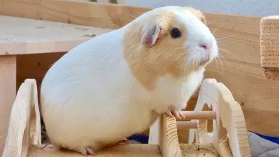 Trio of Guinea Pigs, View more