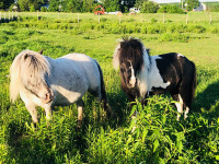 Couple chevaux miniatures