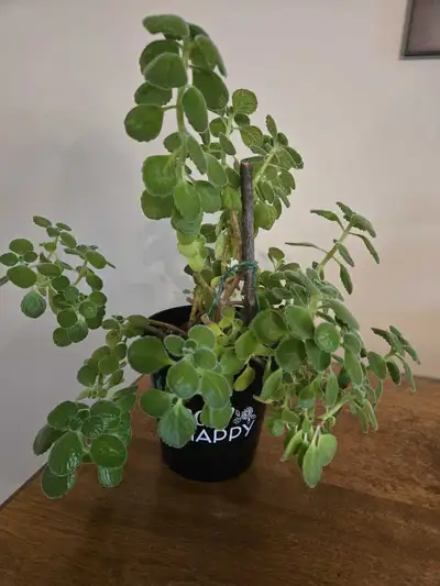 Vics Plant, View more