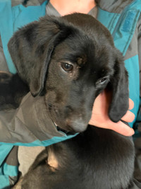 Puppies for sale - Lab/Retriever mix