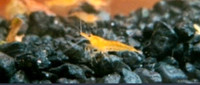 PET adult SHRIMP - Cherry Red Orange Yellow sakura Freshwater