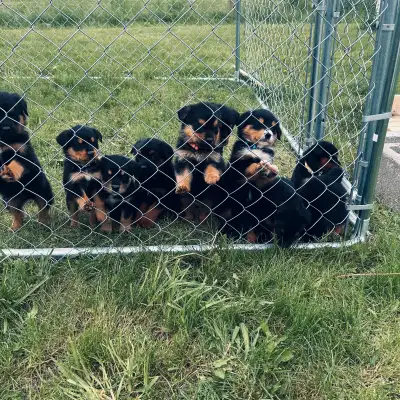 Cross bred puppies need forever homes. Mom is pure bred Rottweiler, Dad is Bernese Mountain dog/Bord...