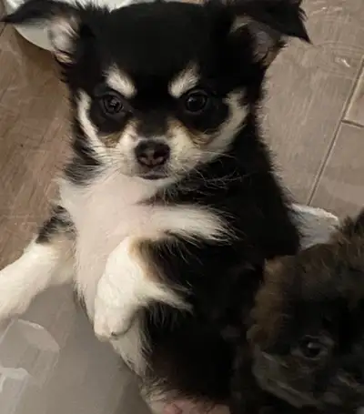 Pure Race 2 magnifiques Males  Chihuahuas à Poils Longs, View more