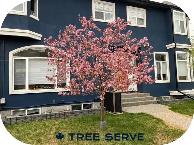 Tree Pruning & Removal - Tree•Serve62866659920257124
