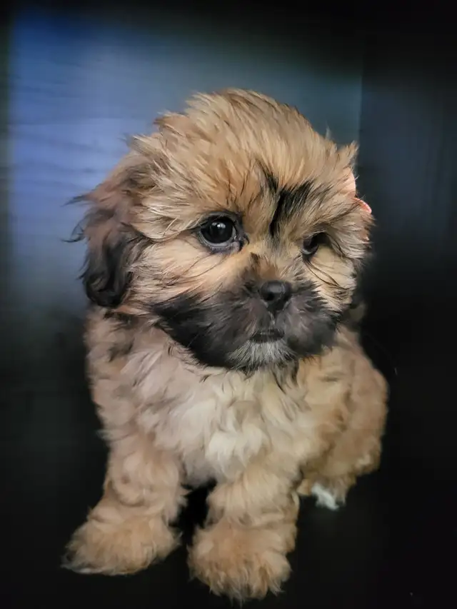 ❤️ BEAUTIFUL TOY SHIH POO PUPPIES ❤️ CKC BLOODLINES in Dogs & Puppies for Rehoming in Ottawa - Image 7