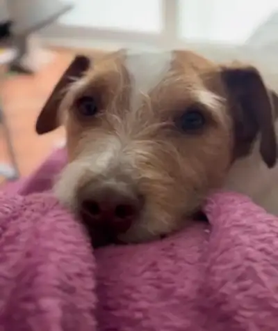 Jack Russell 4yrs old Rehome, View more