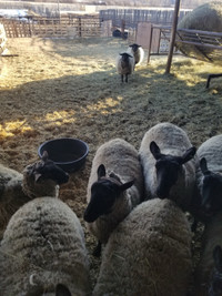 6 Suffolk ewes bred 