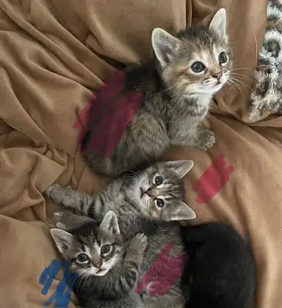 Two girls and one boy born May 14th Can go home July 12th Available for meeting in the evening 12th,...