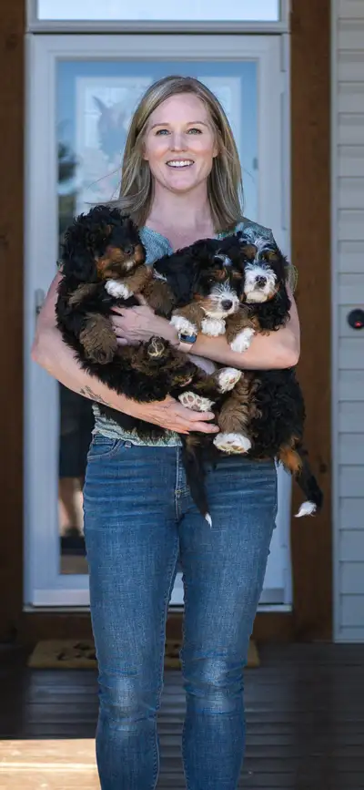 Adorable Medium Bernedoodle Puppies due this month!, View more