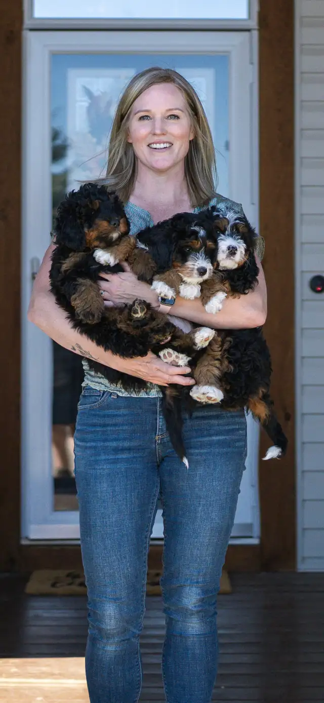 Adorable Medium Bernedoodle Puppies on the way!! in Dogs & Puppies for Rehoming in St. Albert - Image 2