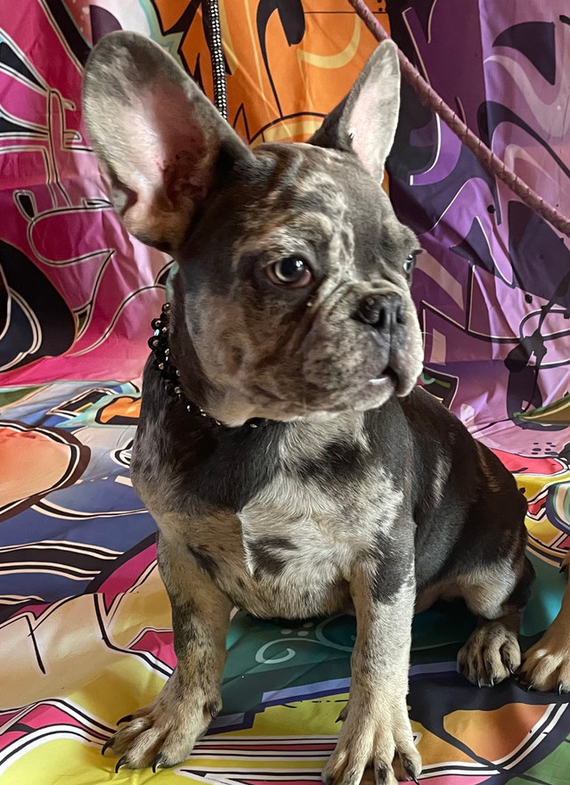 French Bulldog Puppies in Dogs & Puppies for Rehoming in Edmonton - Image 2