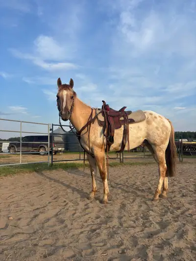 3 year old Appaloosa broke horse / kids horse, View more