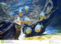 RED BELLIED PIRANHA ON SUPER SPECIAL $20.00