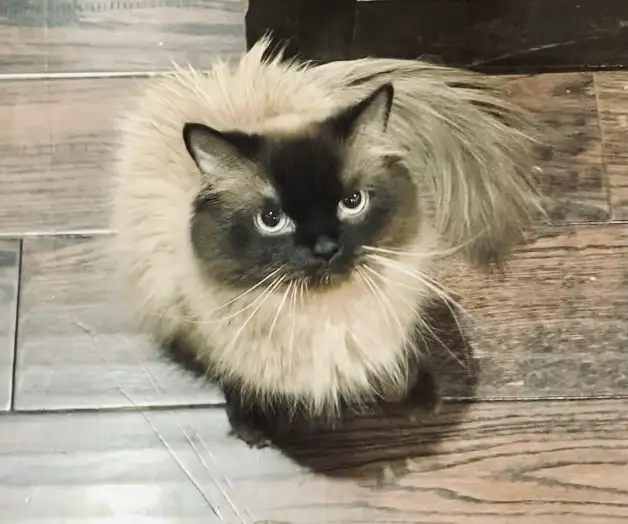 ❤️LOVECATS TICA reg. Cattery:  Persian Himalayans and Himalayans