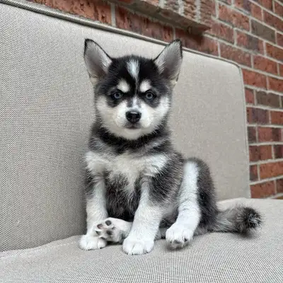 Adorable klee kai puppies for Sale!, View more