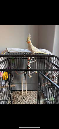 Cockatiel male looking for forever home