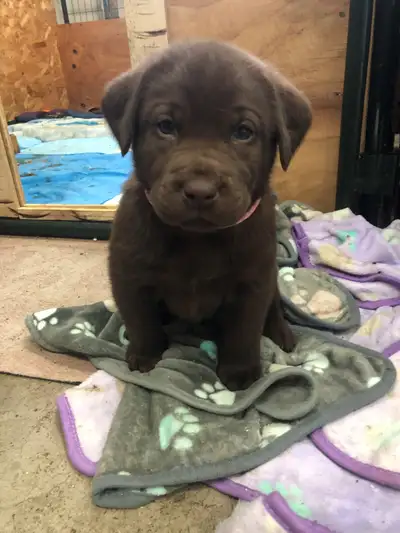 Purebred American chocolate and black lab puppies (Hall's Homestead Labs). Genetically health tested...
