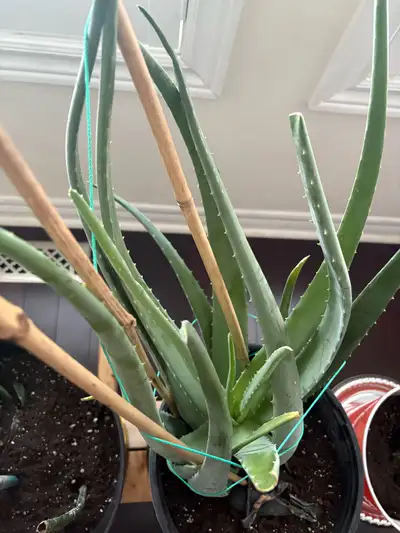 2 healthy Aloe Vera Plants, View more