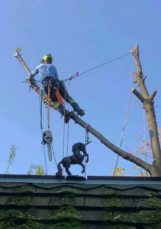 Tree Pruning And Removal 647 654-1884 in Lawn, Tree Maintenance & Eavestrough in City of Toronto - Image 4