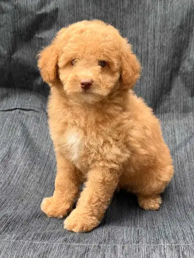 Mini goldendoodle puppies, View more