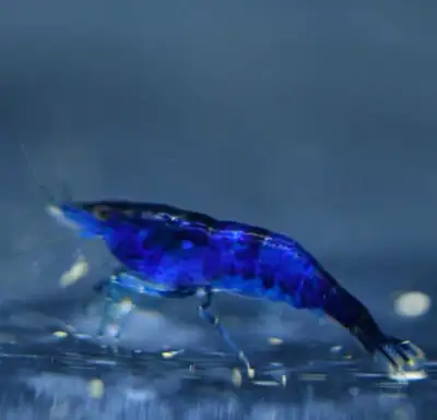 looking for blue and orange shrimp , View more
