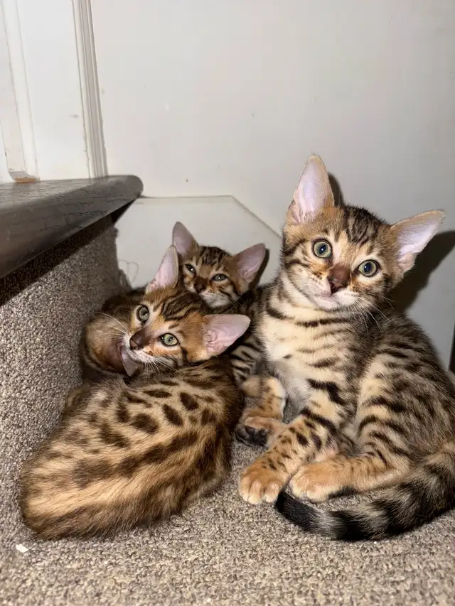 bébé bengal in Cats & Kittens for Rehoming in West Island - Image 6