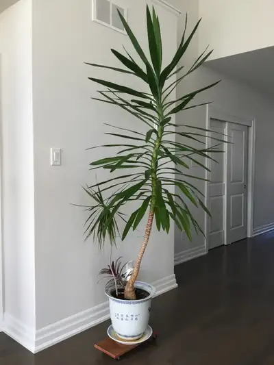 Pretty plants, View more