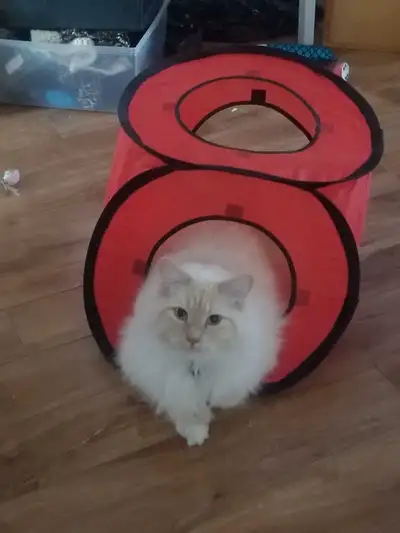 MONTRÉAL, LAVAL, RIVE-NORD. TRANSPORT DISPONIBLE SI BESOIN. TARIFS: 1 chat: 15$/nuit 2 chats même fa...