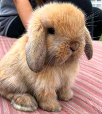 Looking for a lop bunny or rabbit 